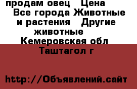  продам овец › Цена ­ 100 - Все города Животные и растения » Другие животные   . Кемеровская обл.,Таштагол г.